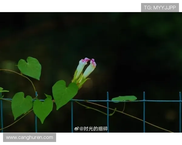 牵牛花开的日子:那些被遗忘的美好与力量